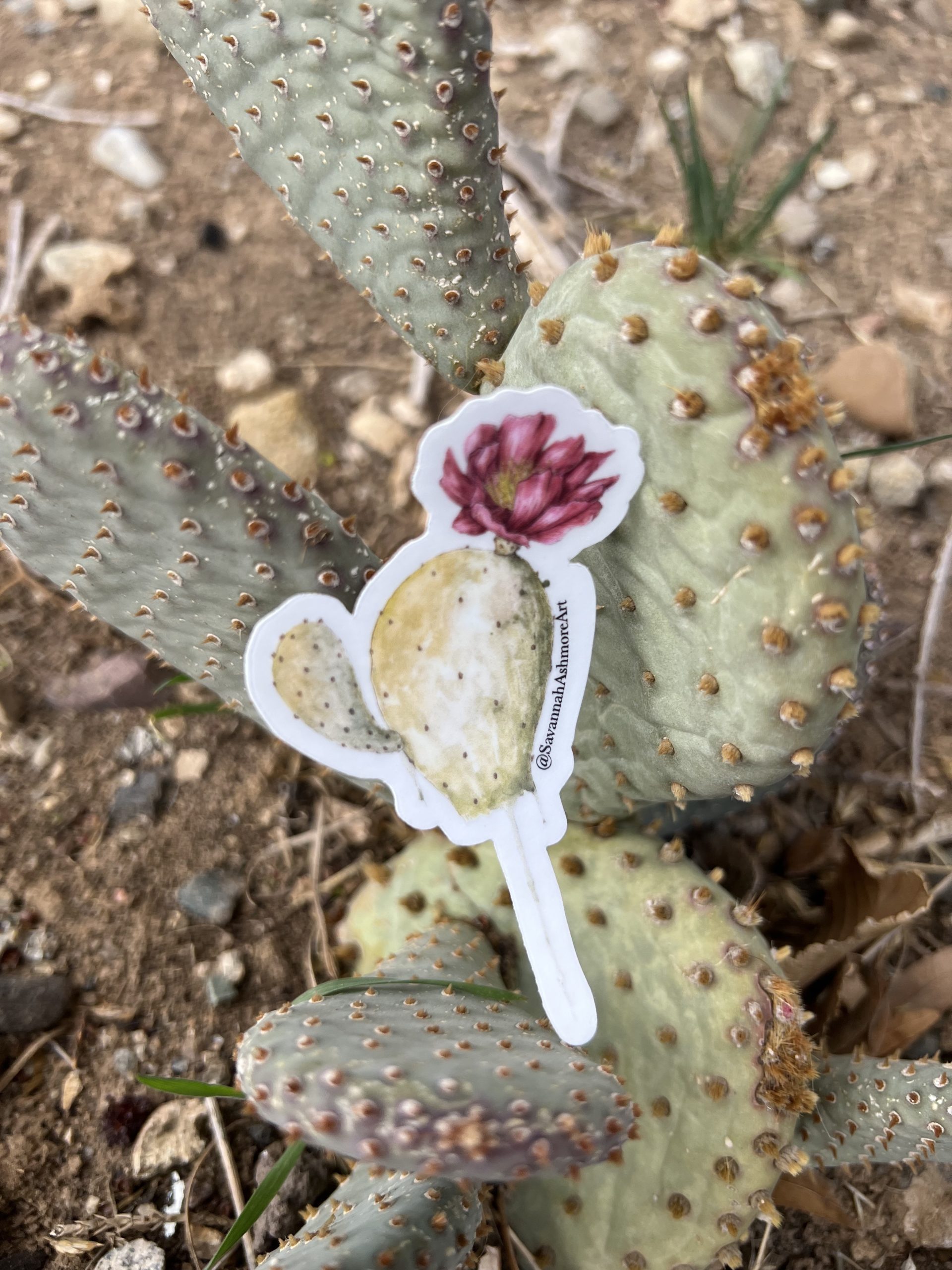 Blooming Prickly Pear Cactus Sticker - Savannah Ashmore Art